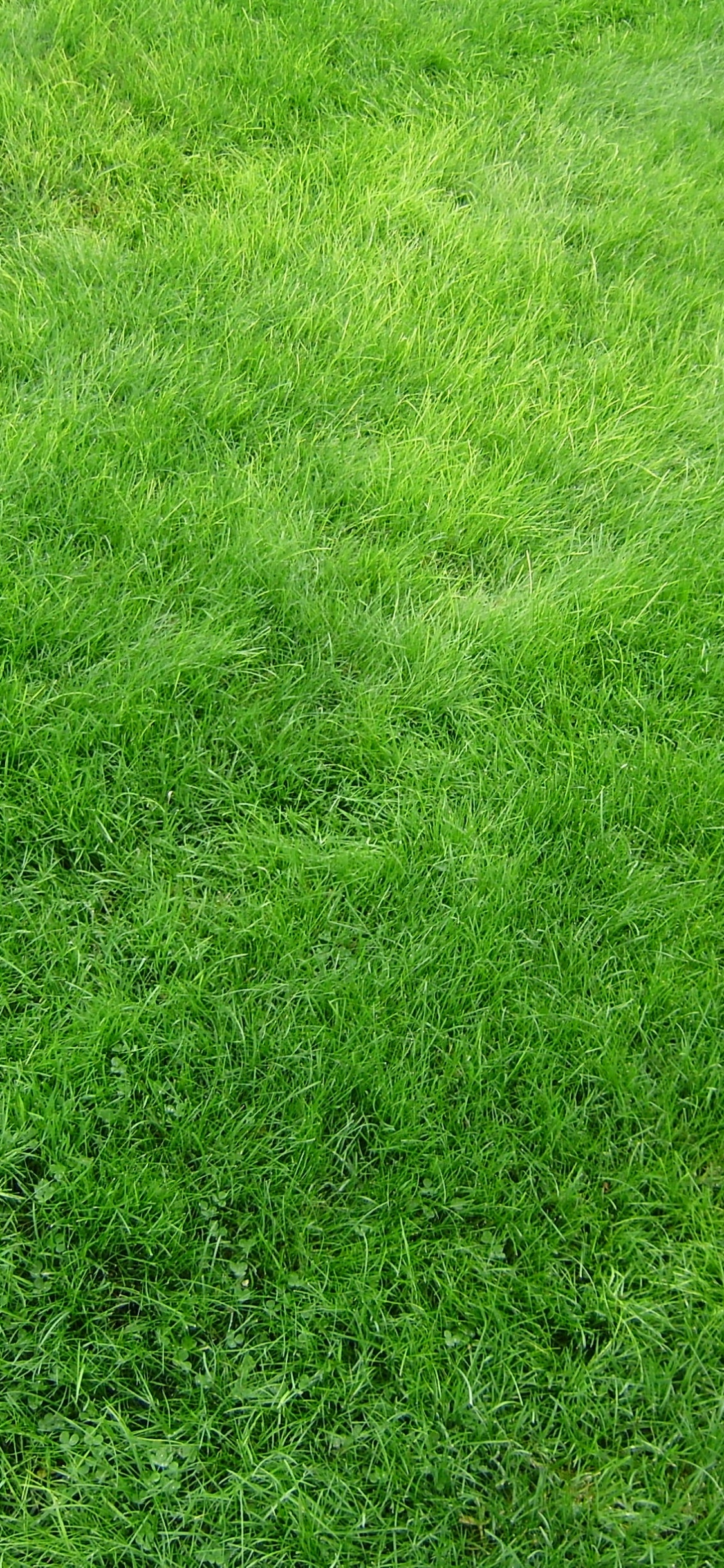 Обои картинка, зеленый, газон, сенокосное угодье, растение в разрешении 1125x2436