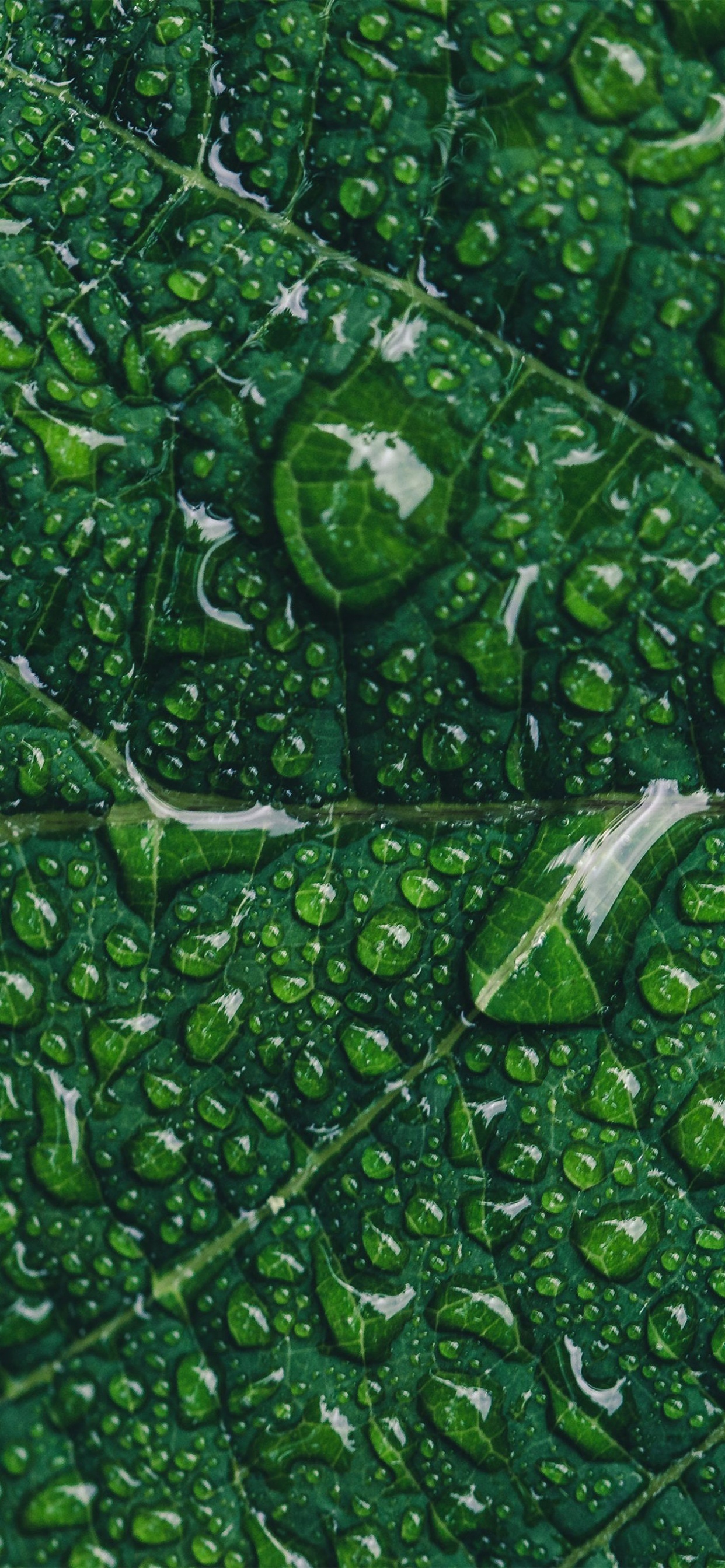 Обои зеленый маркетинг, цифровой маркетинг, Маркетинг, растение, наземное растение в разрешении 1242x2688