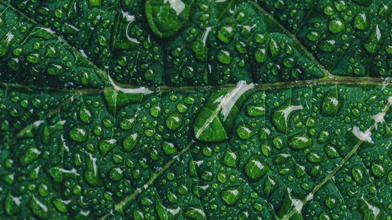 Обои зеленый маркетинг, цифровой маркетинг, Маркетинг, растение, наземное растение в разрешении 1280x720