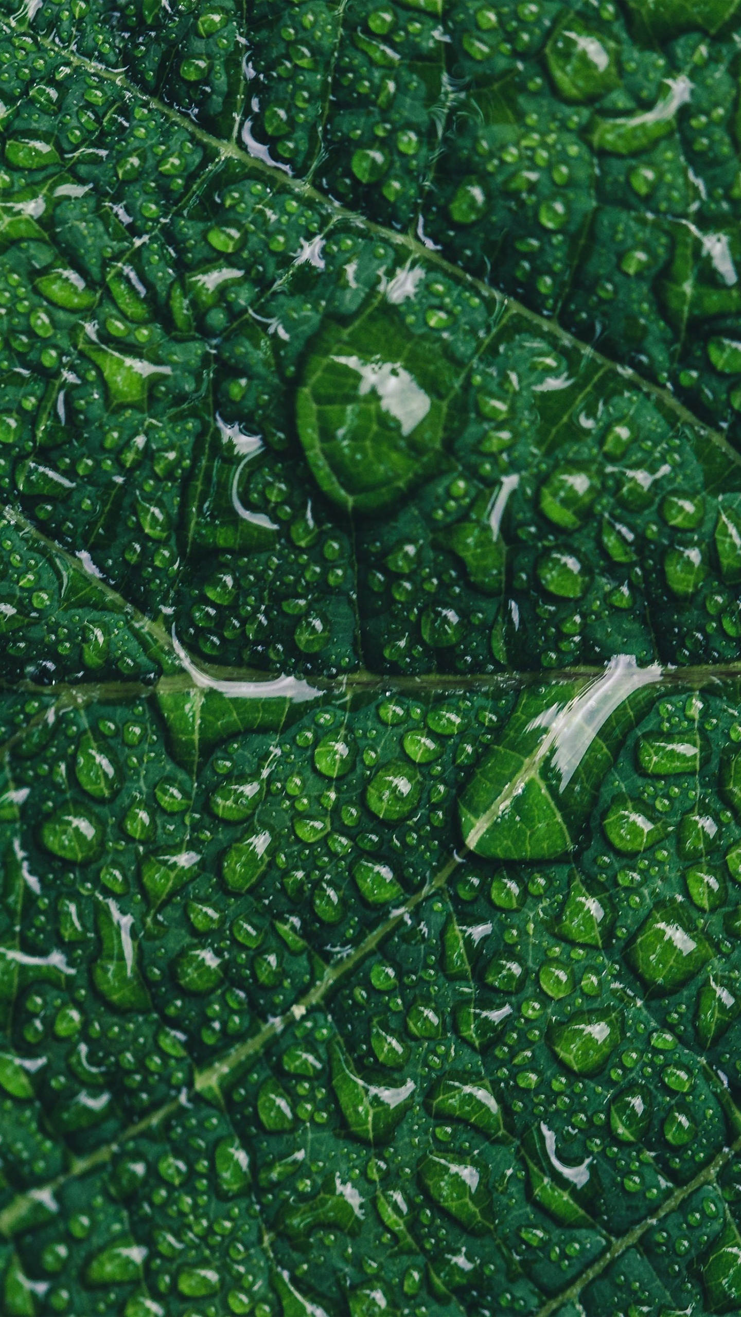 Обои зеленый маркетинг, цифровой маркетинг, Маркетинг, растение, наземное растение в разрешении 1440x2560