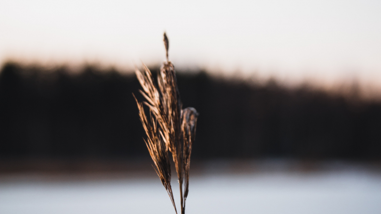Обои крупный план, трава, семейство травы, стебель растения, растение в разрешении 1280x720