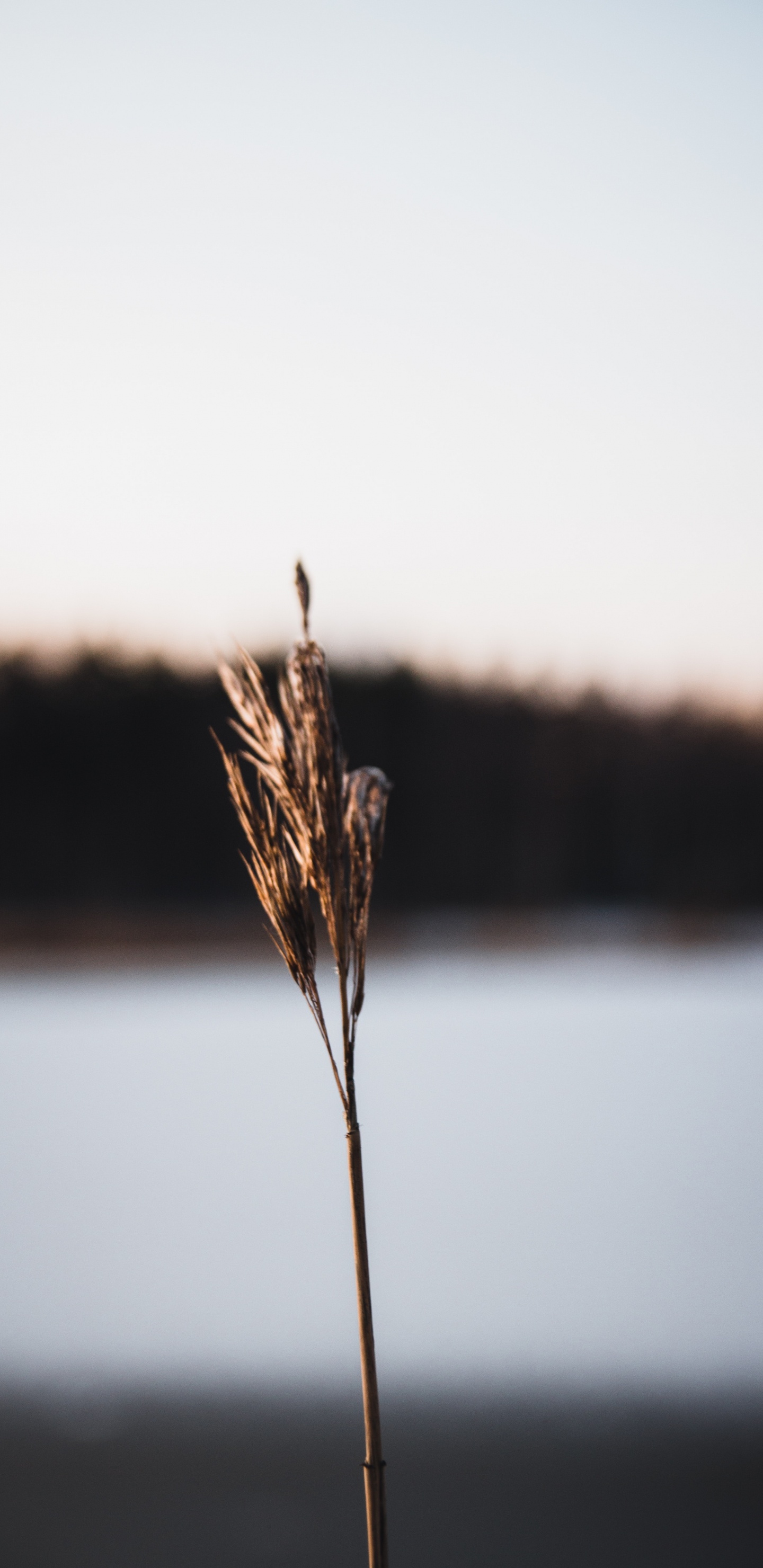 Обои крупный план, трава, семейство травы, стебель растения, растение в разрешении 1440x2960