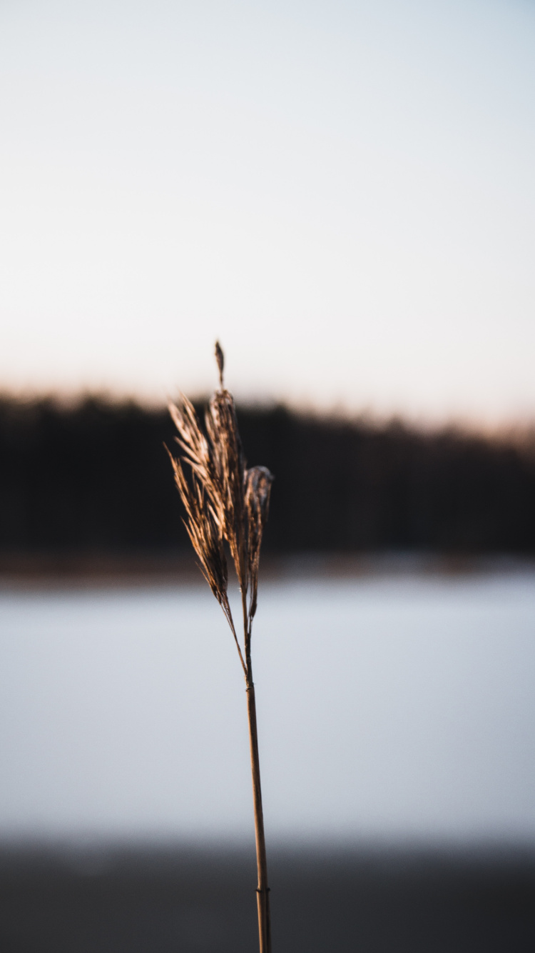 Обои крупный план, трава, семейство травы, стебель растения, растение в разрешении 750x1334