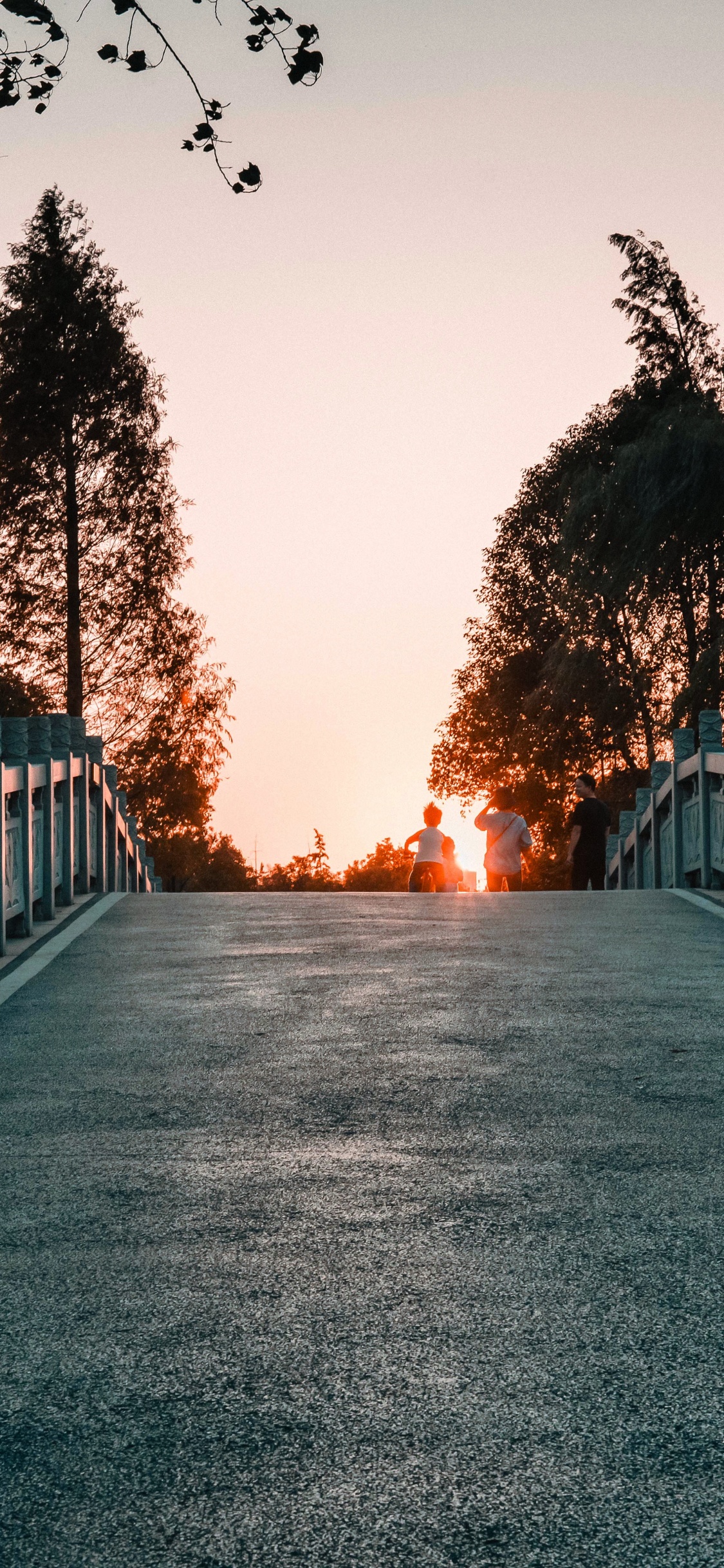 Обои дерево, свет, природный ландшафт, дорога, утро в разрешении 1125x2436