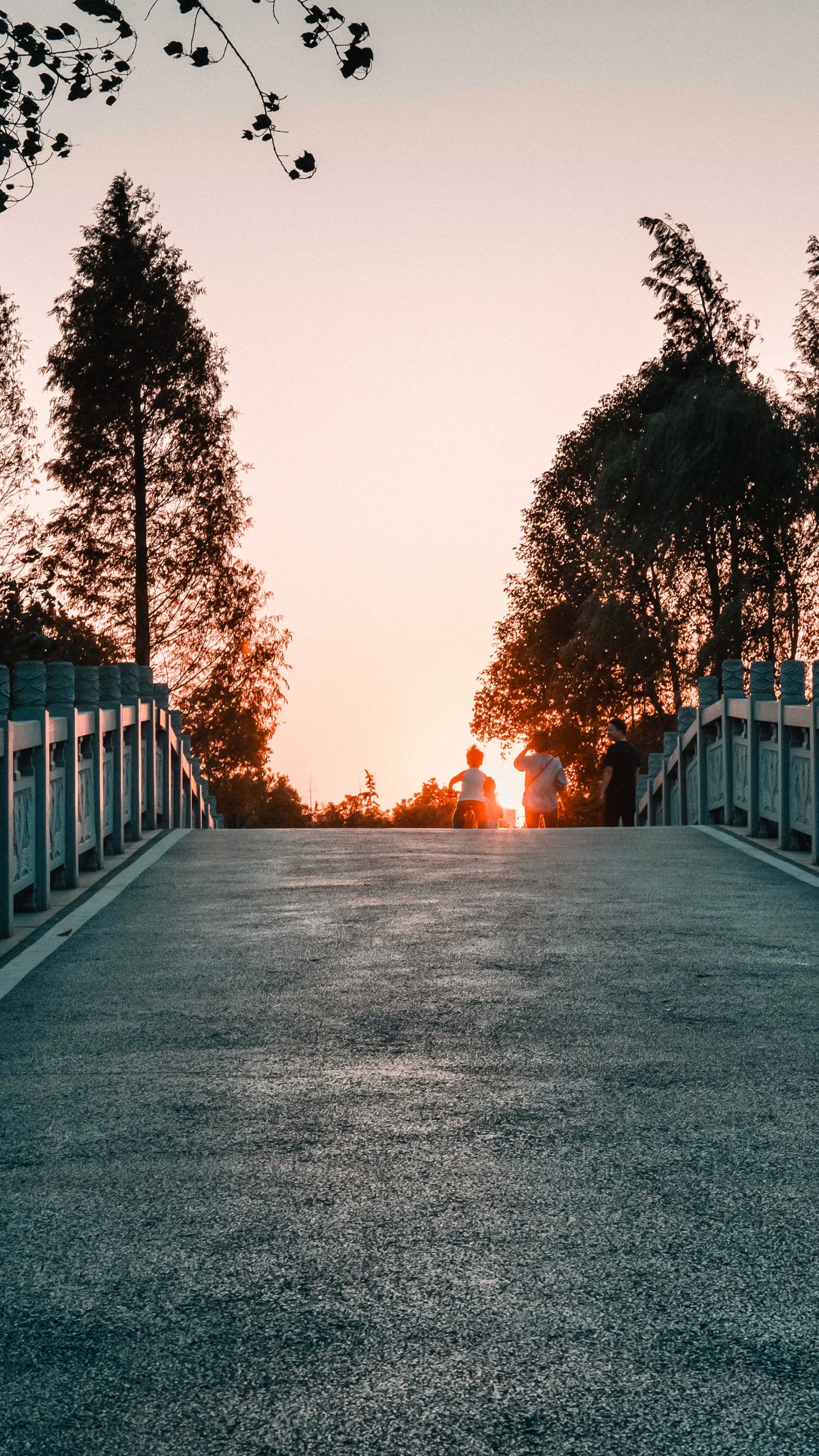Обои дерево, свет, природный ландшафт, дорога, утро в разрешении 1440x2560