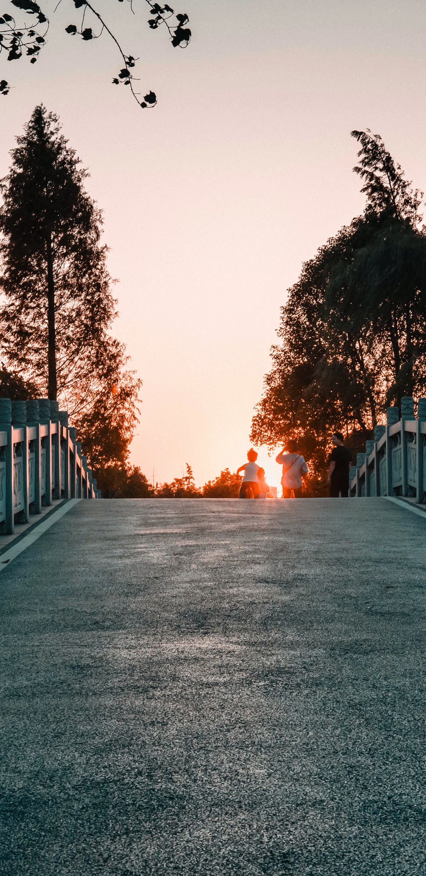 Обои дерево, свет, природный ландшафт, дорога, утро в разрешении 1440x2960