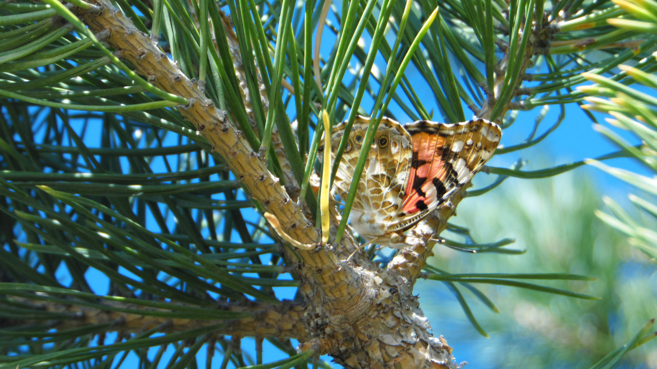 Обои сосна, ель, пихта, Хвойные, лиственница в разрешении 1280x720