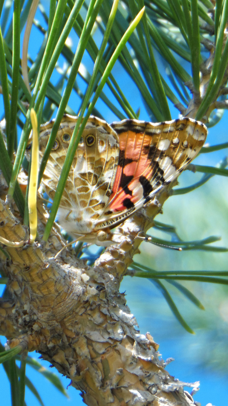 Обои сосна, ель, пихта, Хвойные, лиственница в разрешении 750x1334