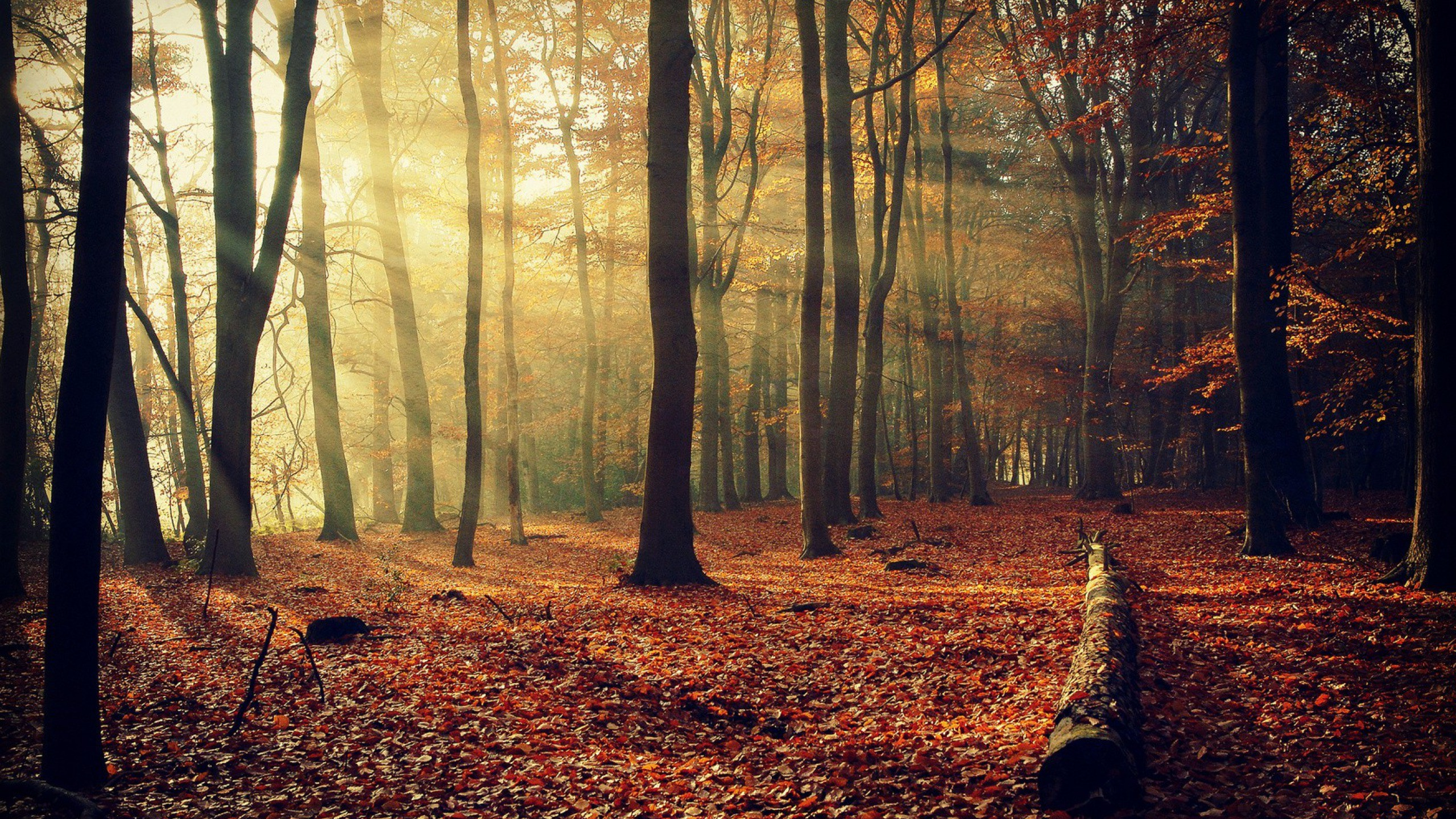 Обои лес, дерево, природа, лесистая местность, лист в разрешении 2560x1440