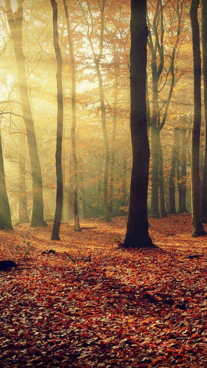 Обои лес, дерево, природа, лесистая местность, лист в разрешении 720x1280