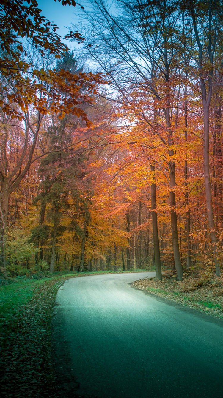 Обои природа, дерево, лист, лес, экосистема в разрешении 750x1334