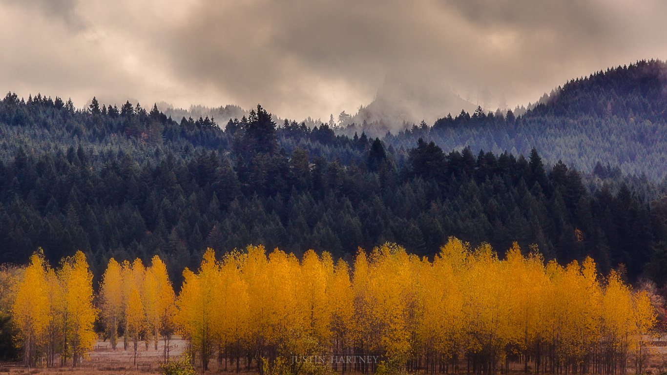 Обои природа, дерево, дикая местность, карманные компьютеры, экосистема в разрешении 1366x768