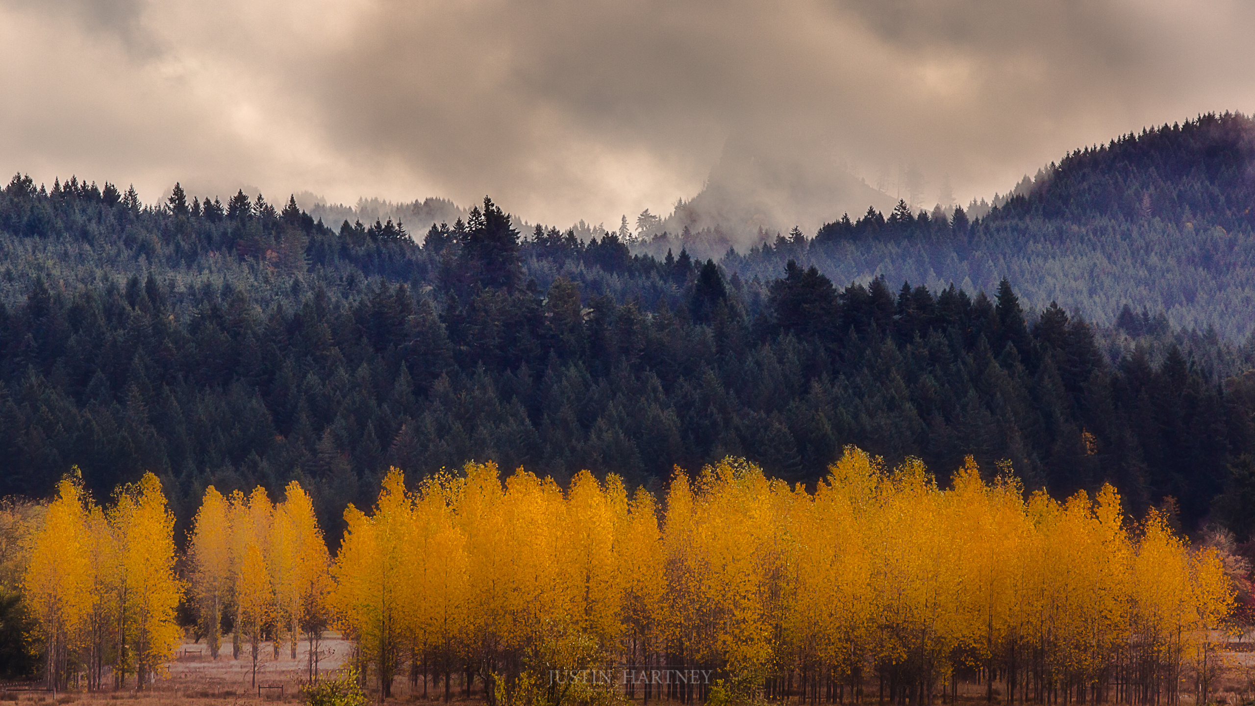 Обои природа, дерево, дикая местность, карманные компьютеры, экосистема в разрешении 2560x1440