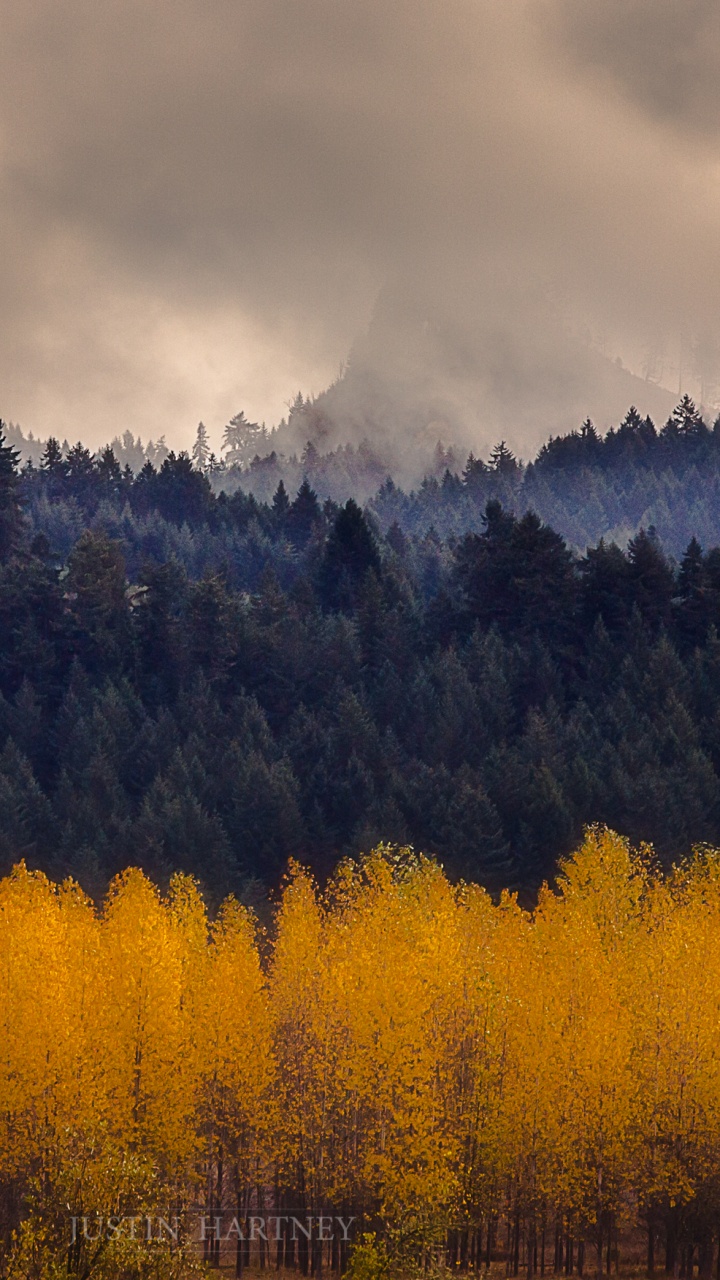 Обои природа, дерево, дикая местность, карманные компьютеры, экосистема в разрешении 720x1280