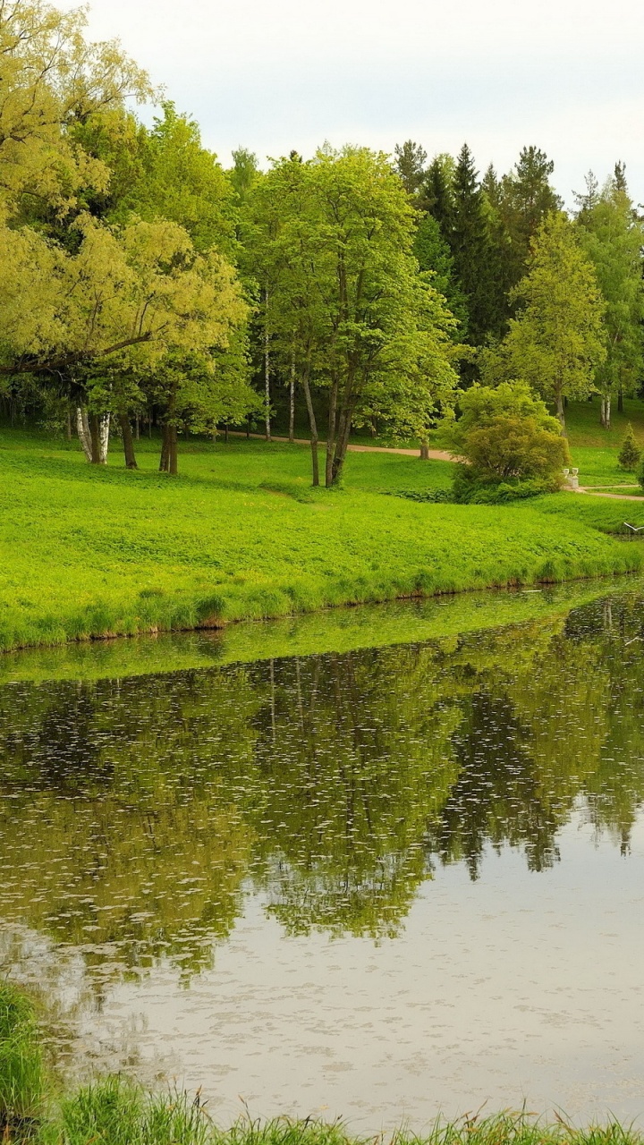 Обои природа, природный заповедник, отражение, дерево, Банк в разрешении 720x1280