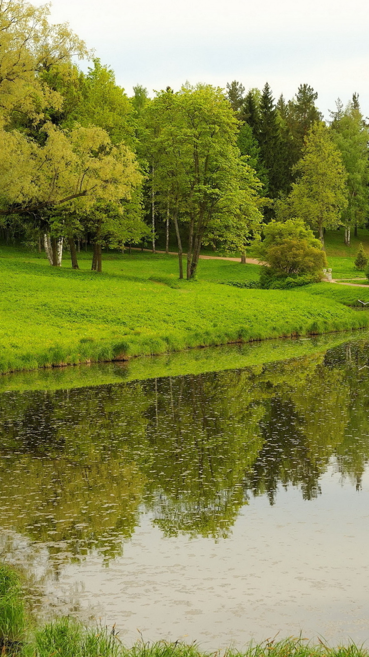 Обои природа, природный заповедник, отражение, дерево, Банк в разрешении 750x1334