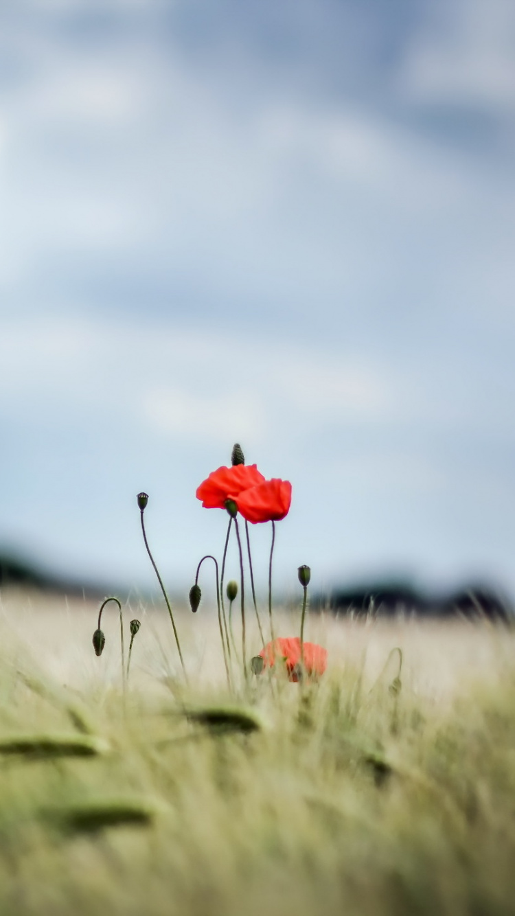 Обои сенокосное угодье, поле, семейство травы, экорегион, небо в разрешении 750x1334