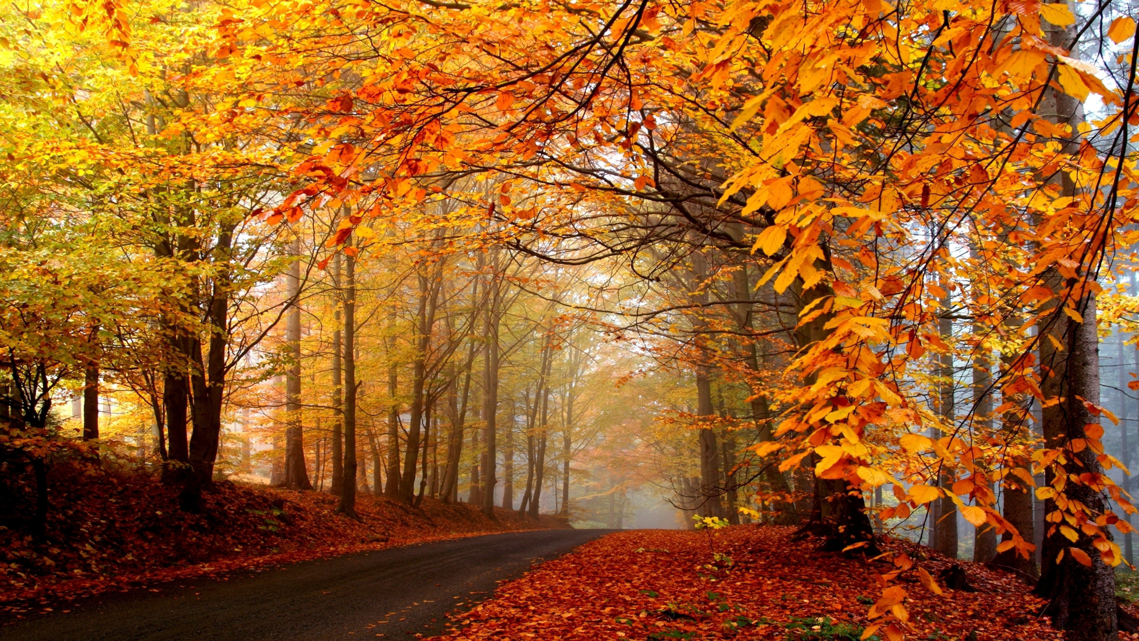 Обои осень, дерево, лист, природа, природный ландшафт в разрешении 3840x2160