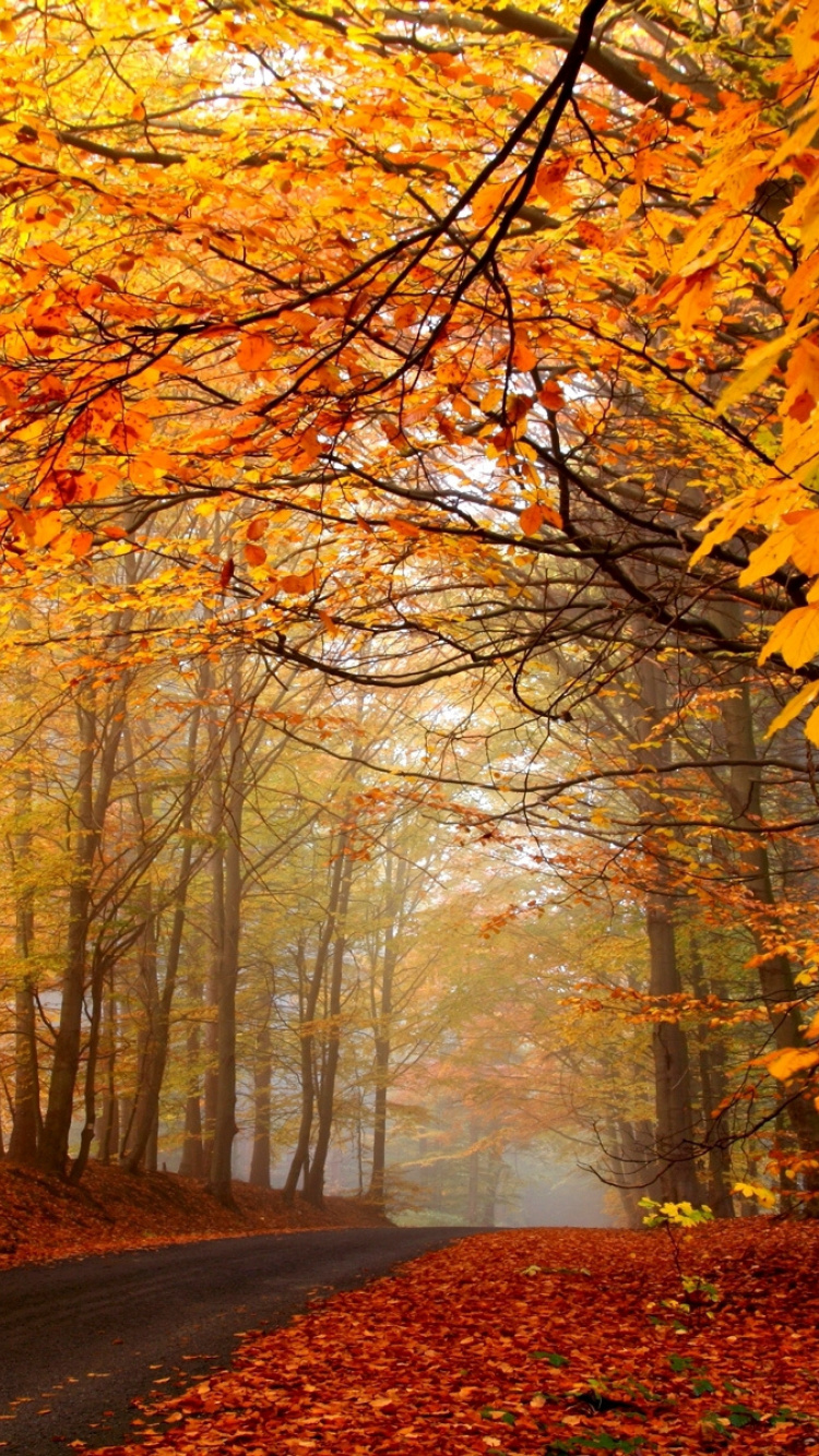 Обои осень, дерево, лист, природа, природный ландшафт в разрешении 750x1334