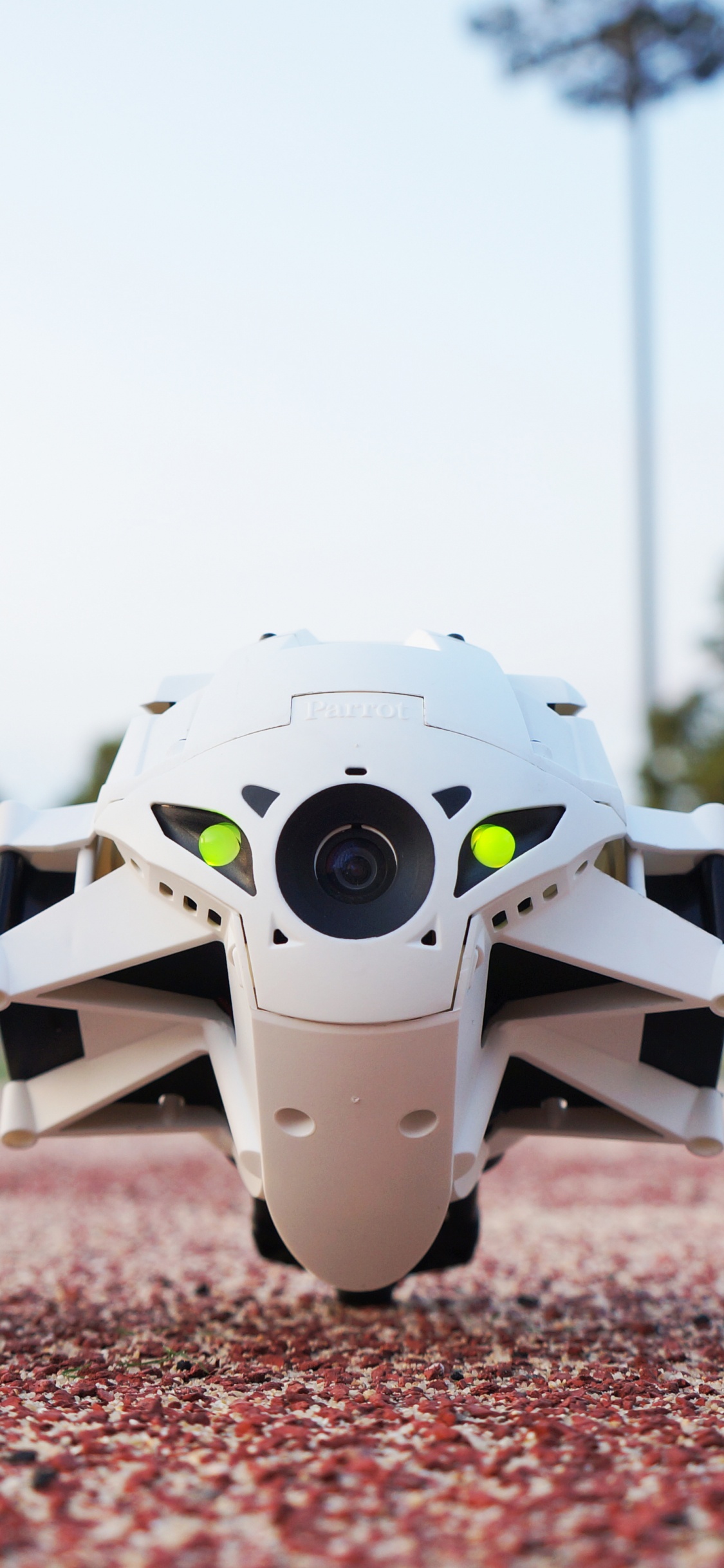 Обои попугай, авто, колесо, обод, автомобиль в разрешении 1125x2436