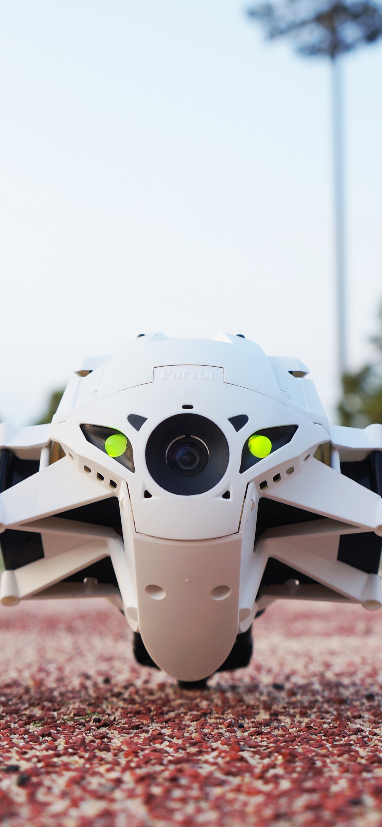 Обои попугай, авто, колесо, обод, автомобиль в разрешении 1242x2688