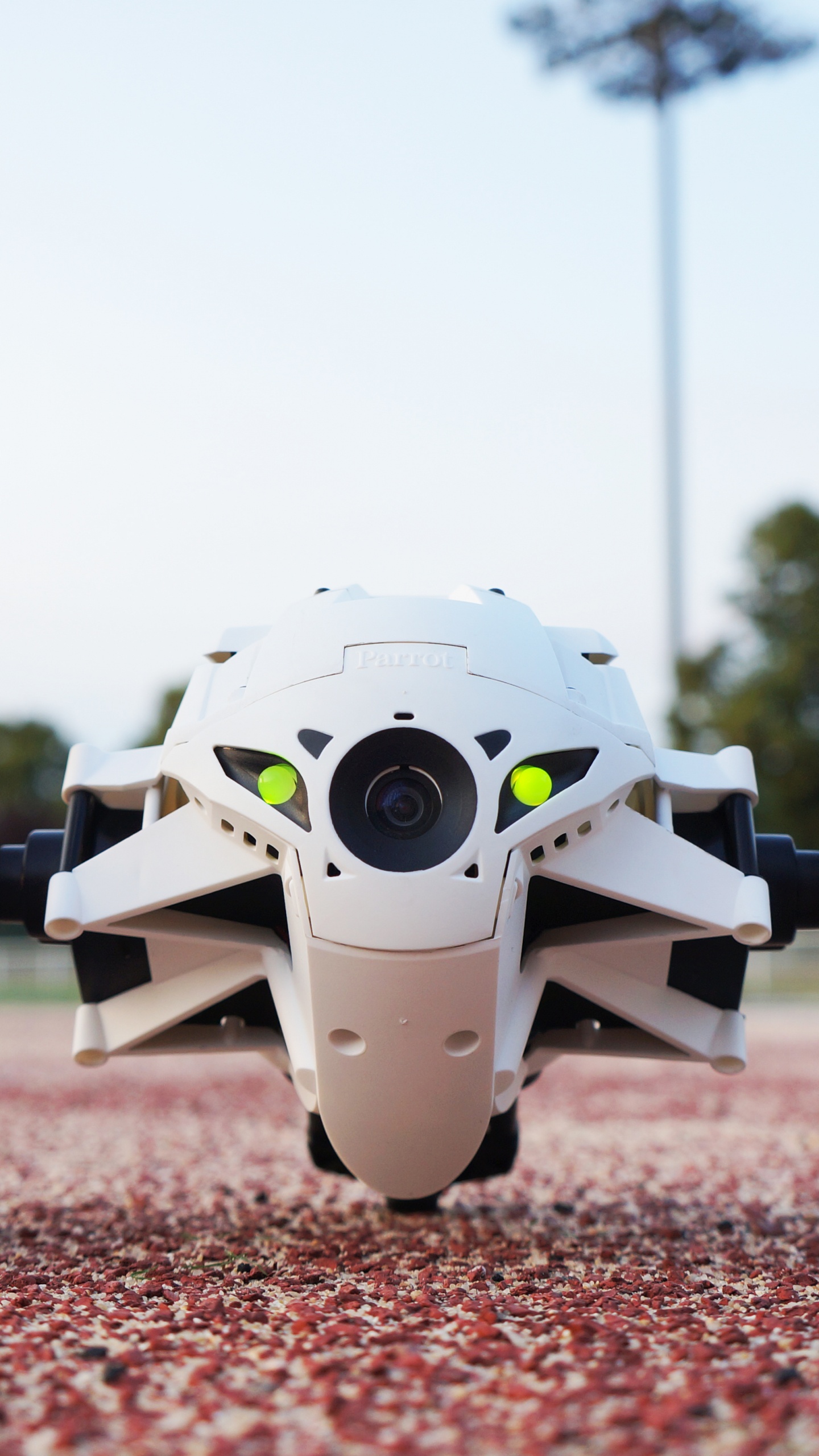 Обои попугай, авто, колесо, обод, автомобиль в разрешении 1440x2560