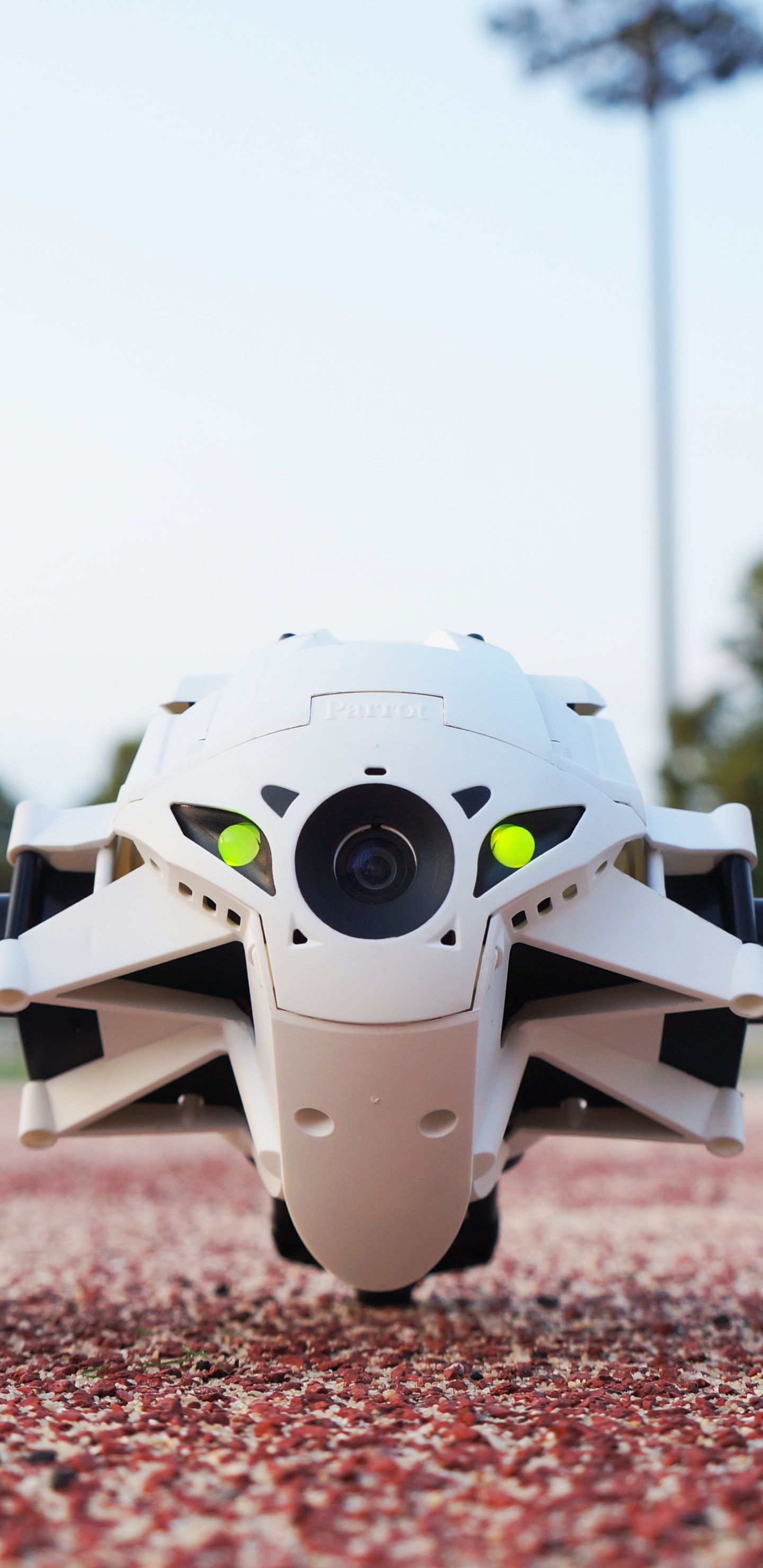 Обои попугай, авто, колесо, обод, автомобиль в разрешении 1440x2960