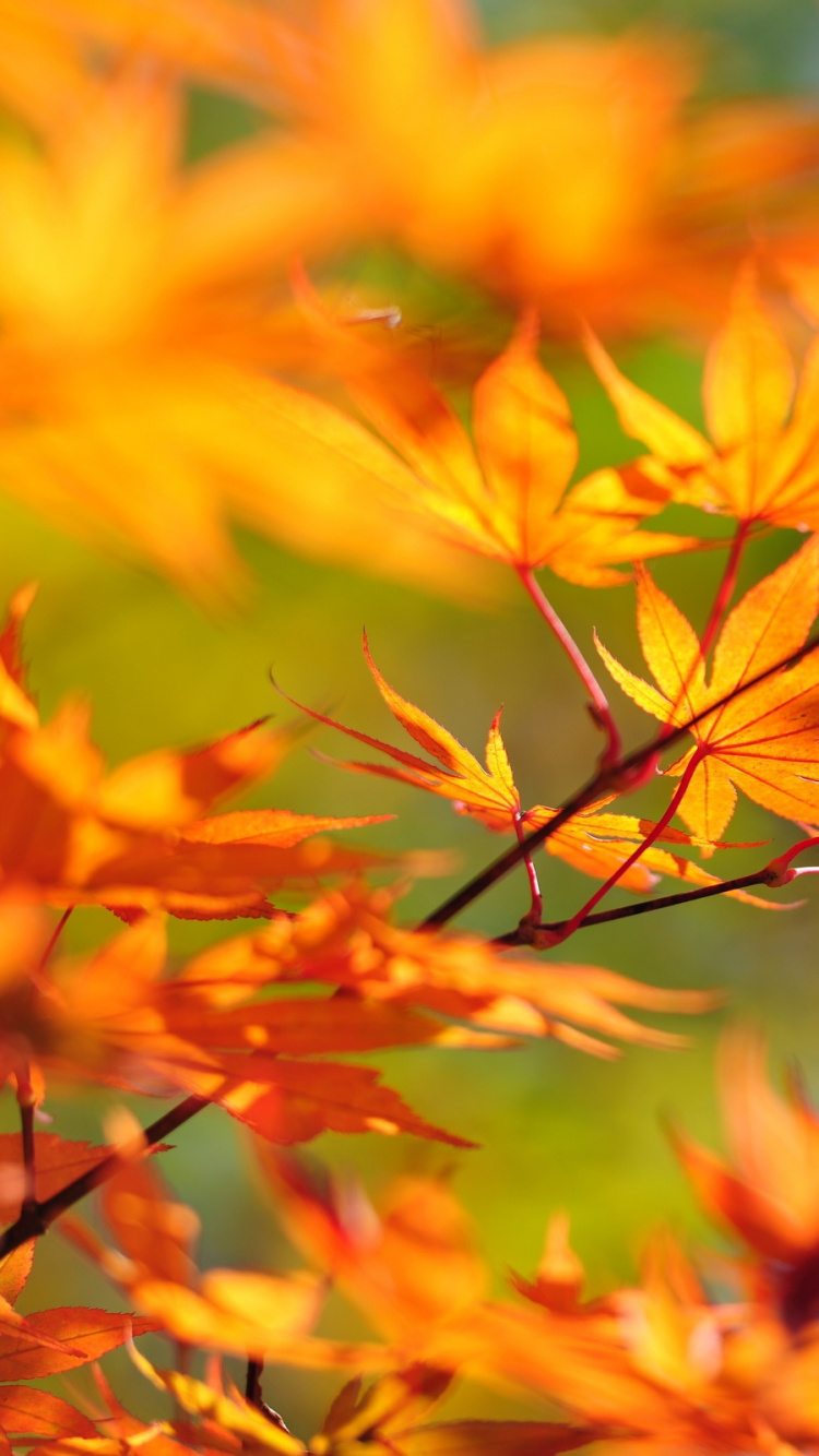 Обои лист, осень, цветок, растение, листопадные в разрешении 750x1334