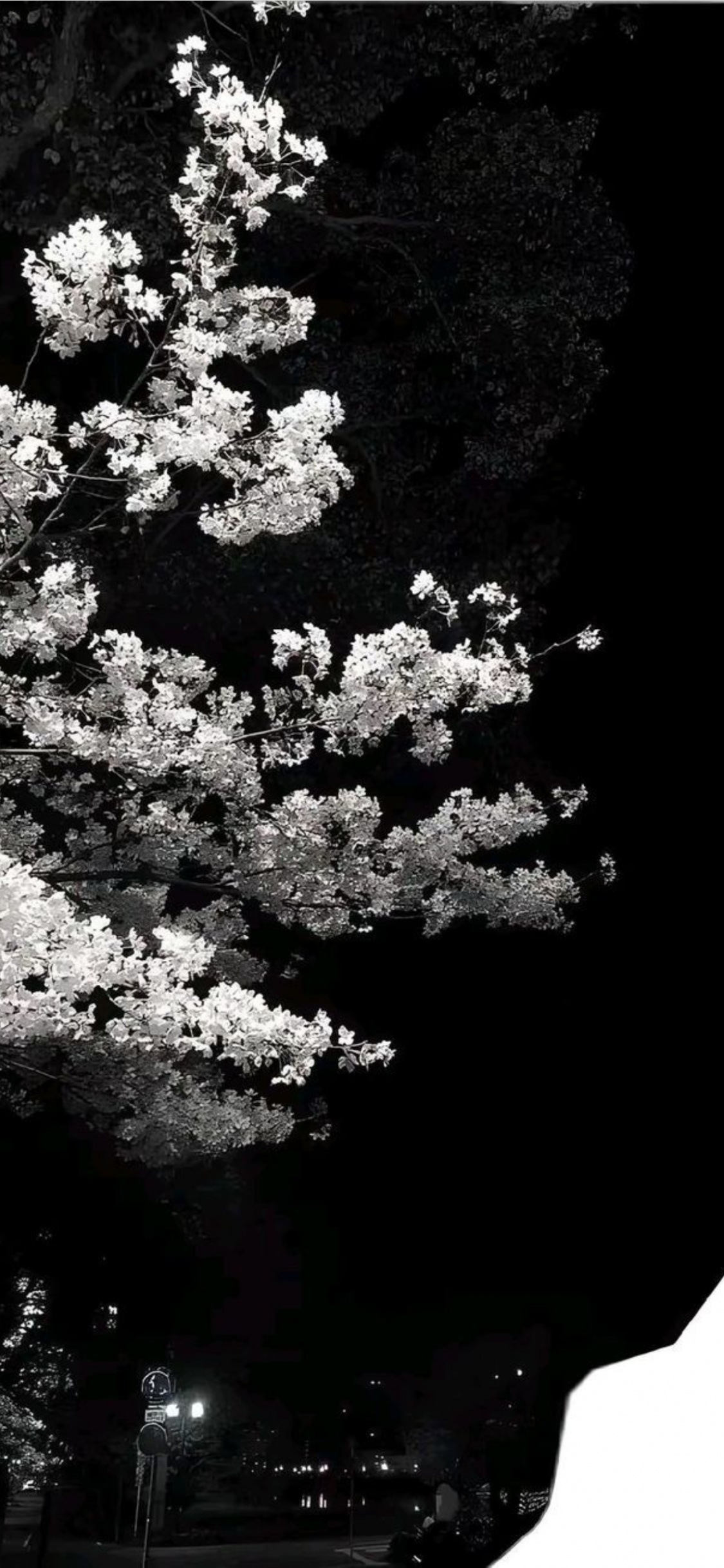 Обои цветение вишни, цветок, идея, дерево, Тикток в разрешении 1125x2436