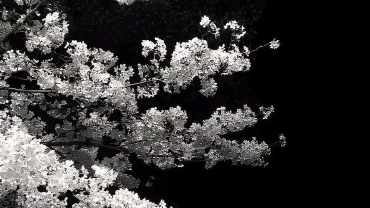 Обои цветение вишни, цветок, идея, дерево, Тикток в разрешении 1280x720