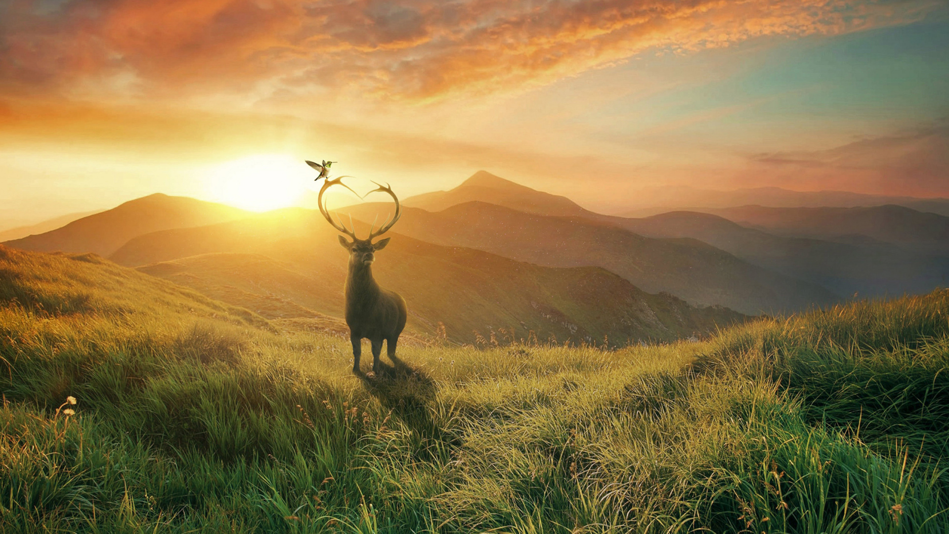 Обои живая природа, сенокосное угодье, дикая местность, утро, трава в разрешении 1920x1080