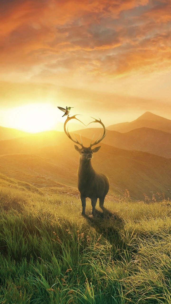 Обои живая природа, сенокосное угодье, дикая местность, утро, трава в разрешении 720x1280