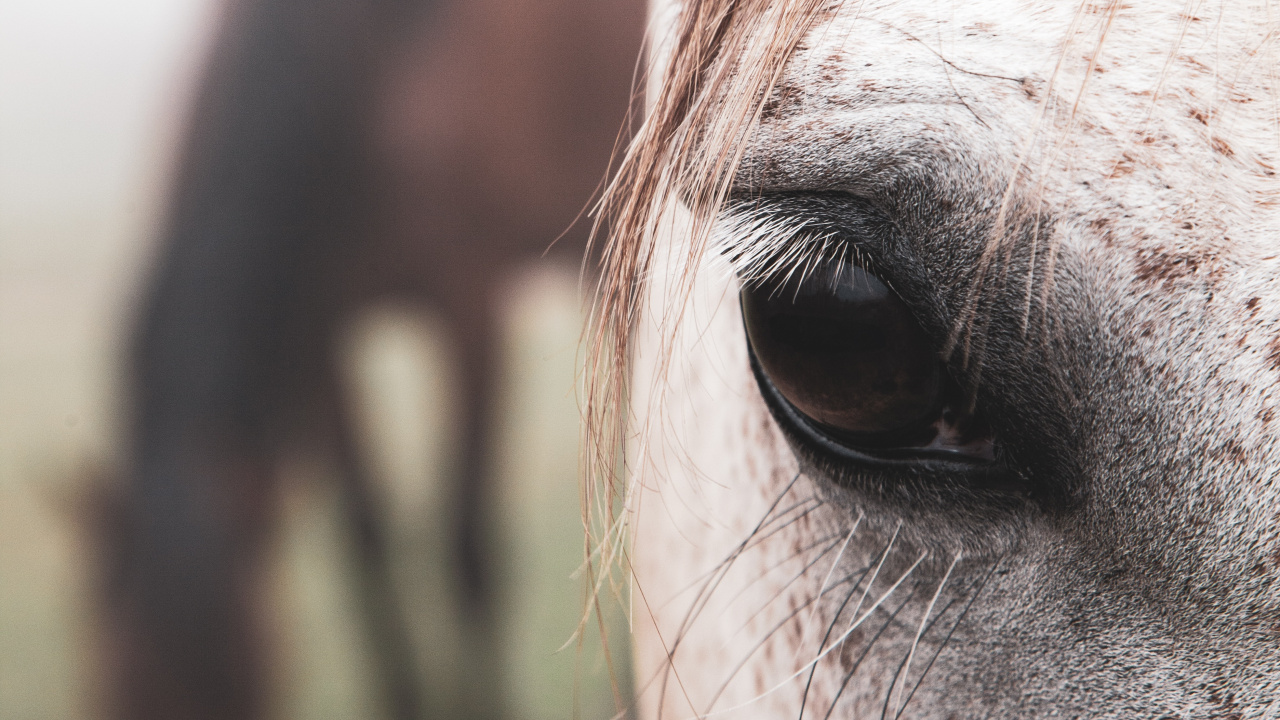 Обои конь, волосы, лицо, глаз, нос в разрешении 1280x720