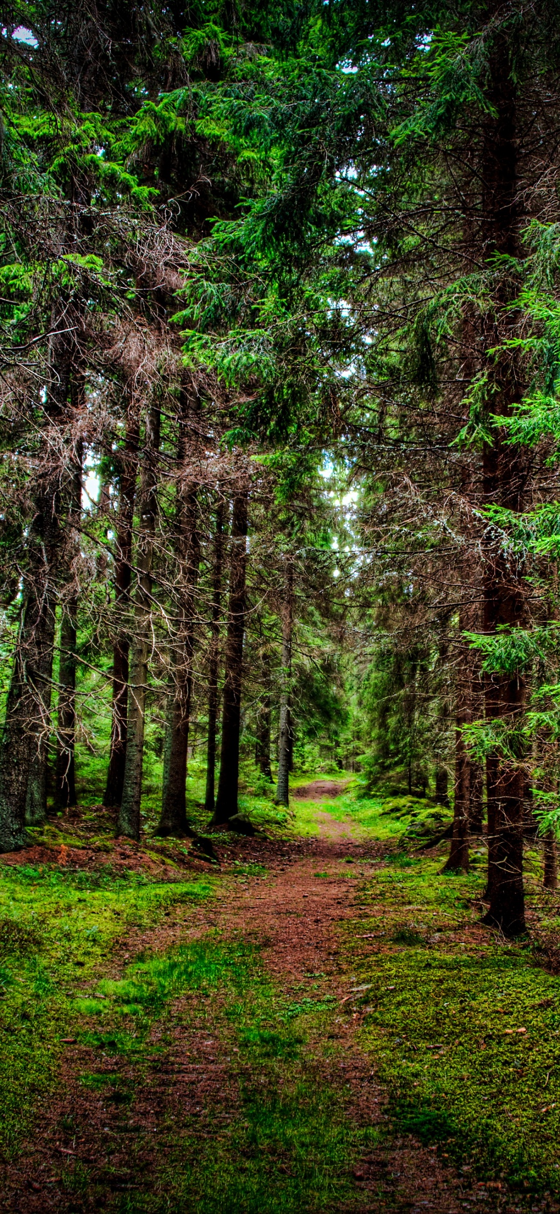 Обои лес, дерево, сосна, природа, растительность в разрешении 1125x2436