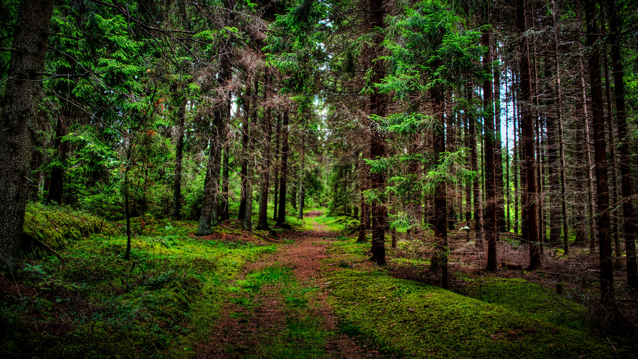 Обои лес, дерево, сосна, природа, растительность в разрешении 2560x1440