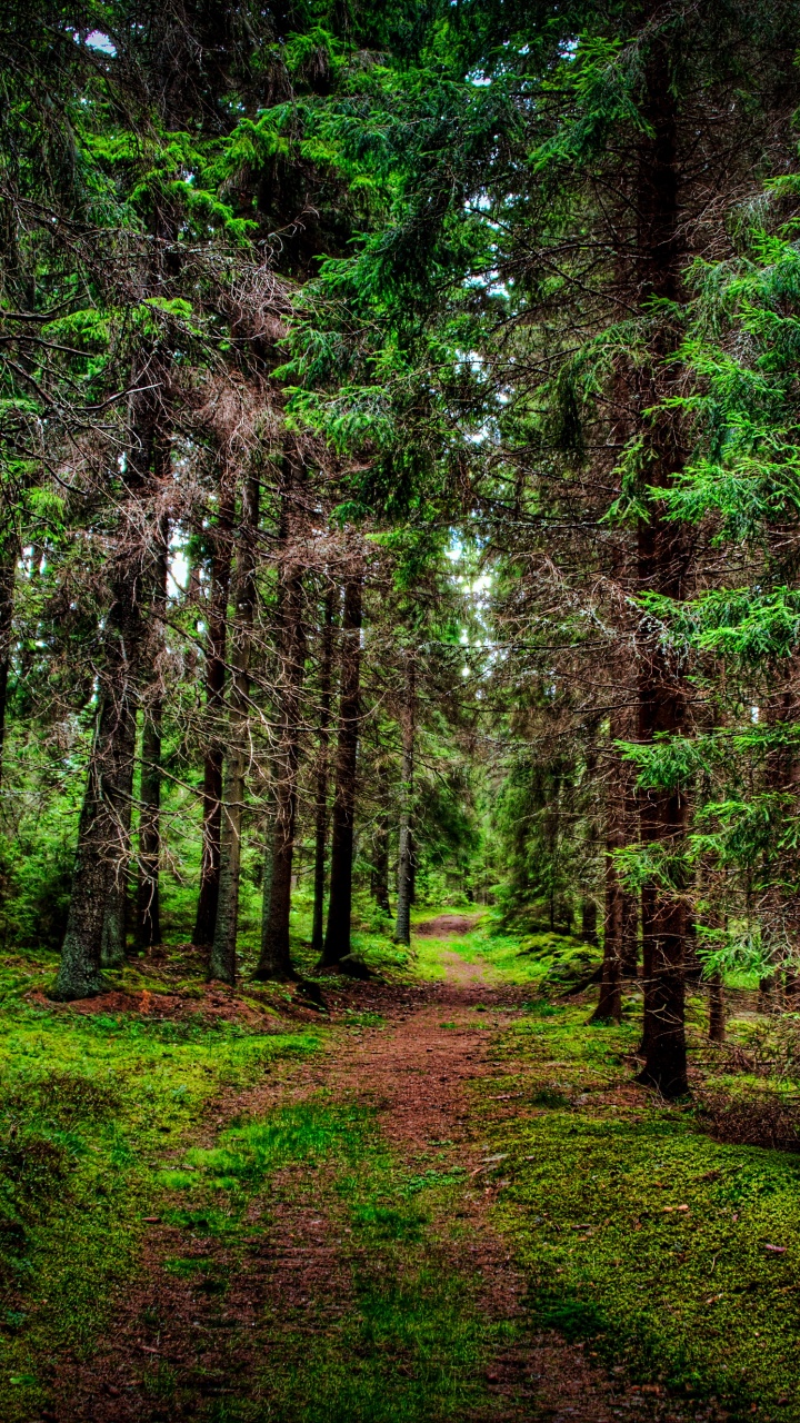 Обои лес, дерево, сосна, природа, растительность в разрешении 720x1280