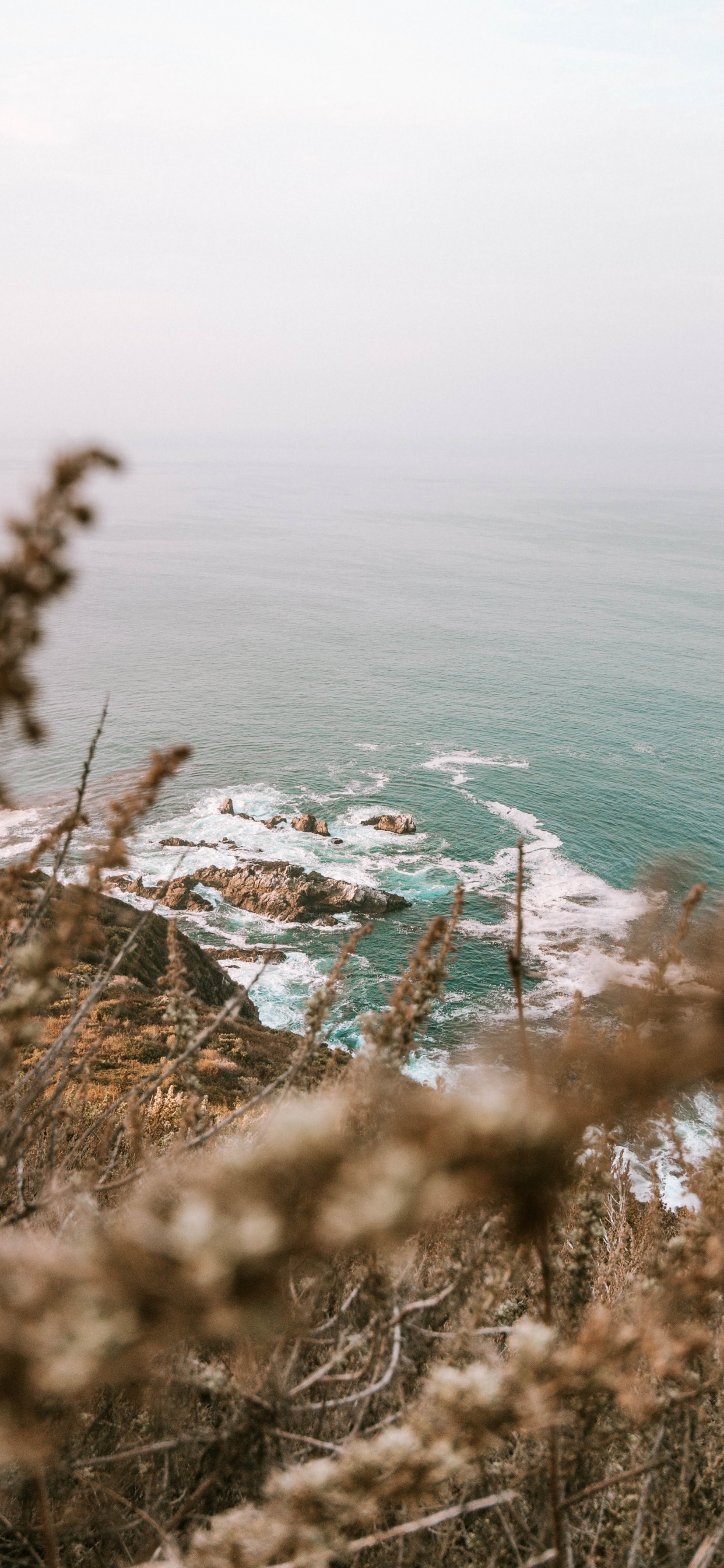 Обои океан, побережье, водоем, дерево, пляж в разрешении 1242x2688