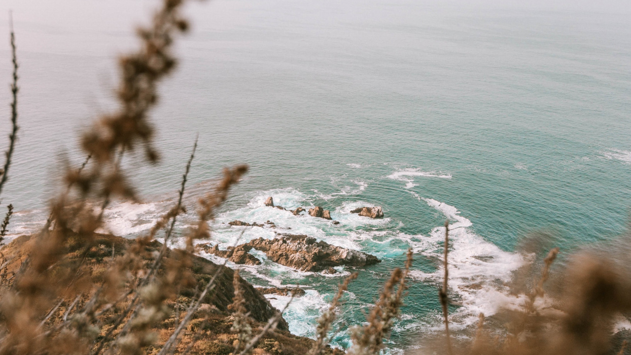 Обои океан, побережье, водоем, дерево, пляж в разрешении 1280x720