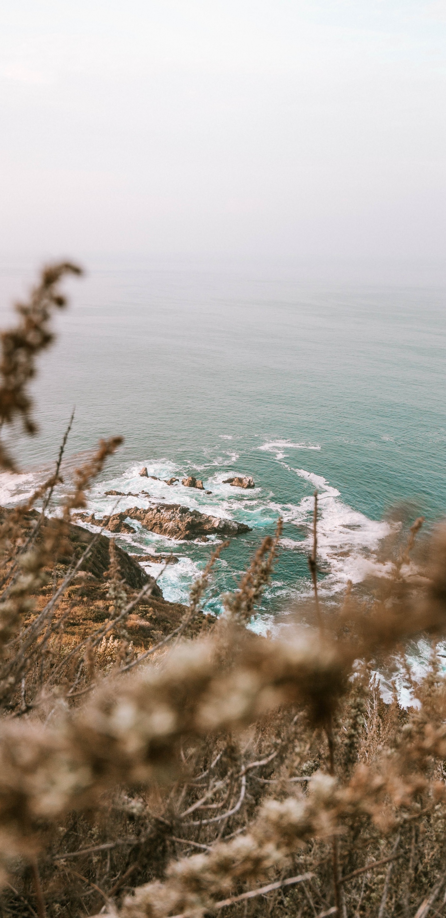 Обои океан, побережье, водоем, дерево, пляж в разрешении 1440x2960