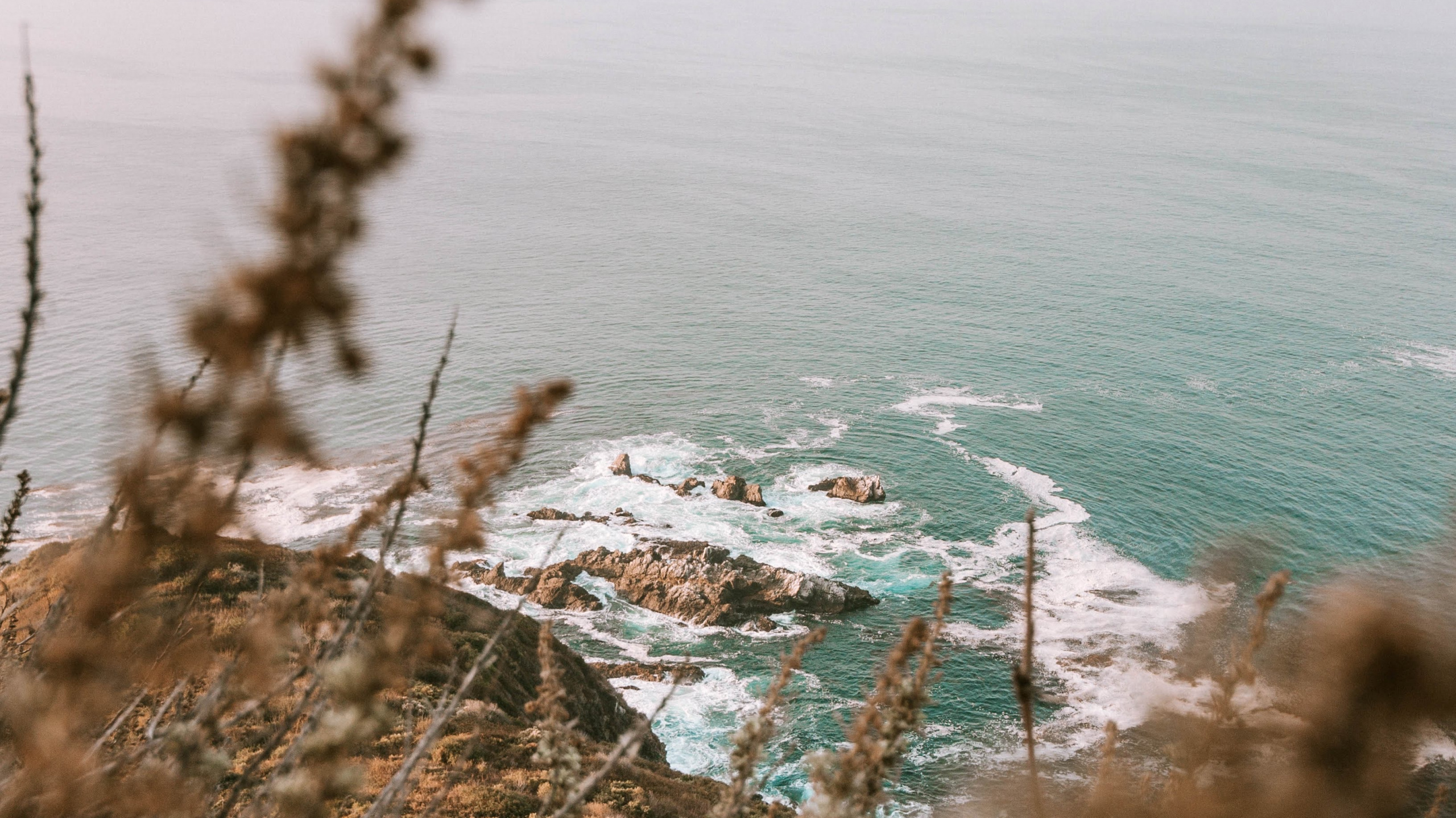 Обои океан, побережье, водоем, дерево, пляж в разрешении 2560x1440