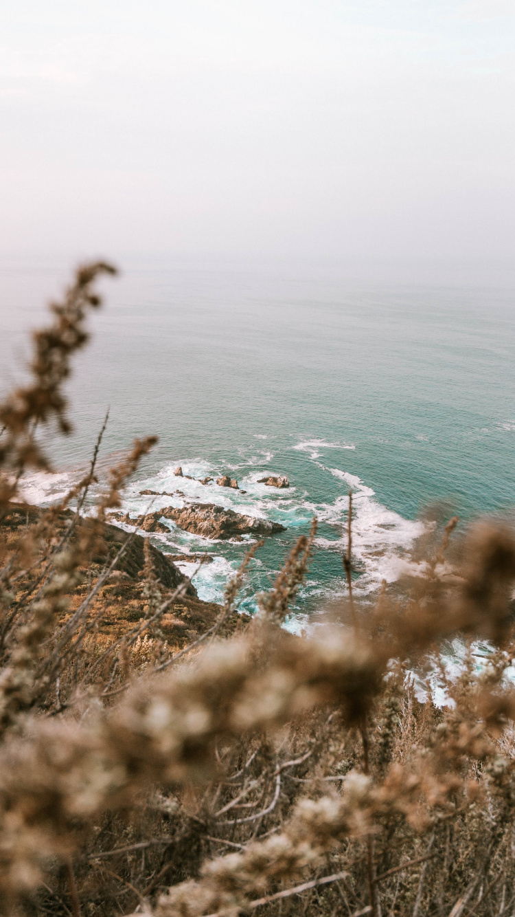 Обои океан, побережье, водоем, дерево, пляж в разрешении 750x1334