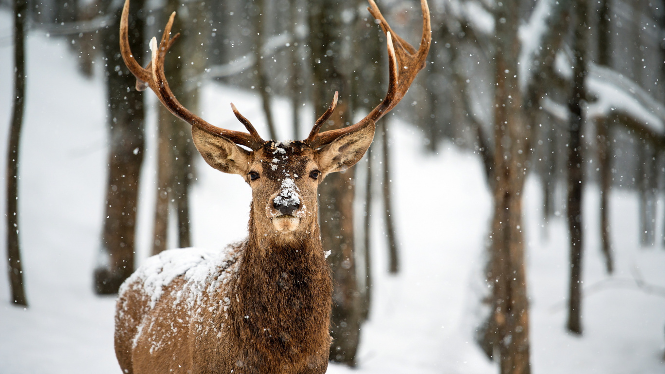 Обои олень, живая природа, олений рог, снег, зима в разрешении 1366x768