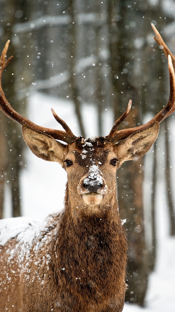 Обои олень, живая природа, олений рог, снег, зима в разрешении 720x1280