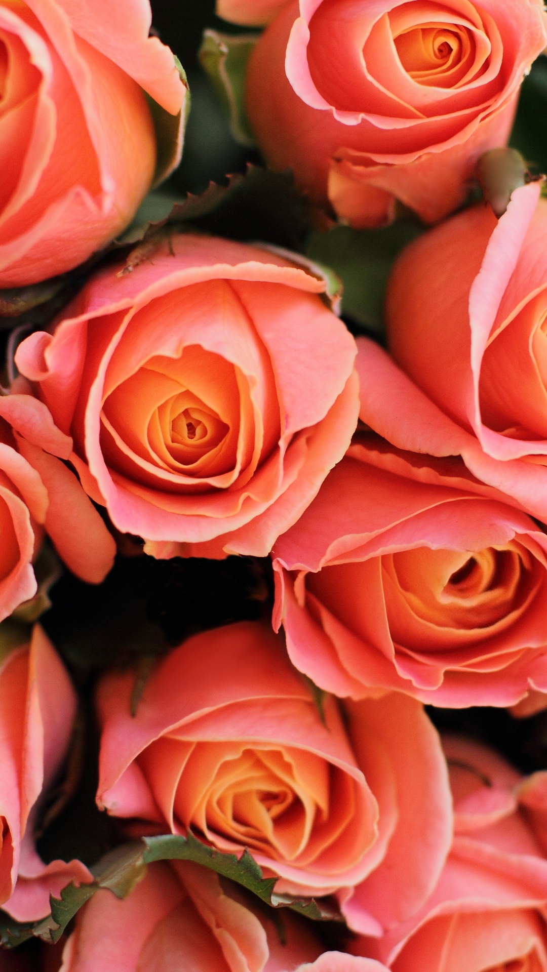 Обои цветочный букет, цветок, Роза, сад роз, цветковое растение в разрешении 1080x1920