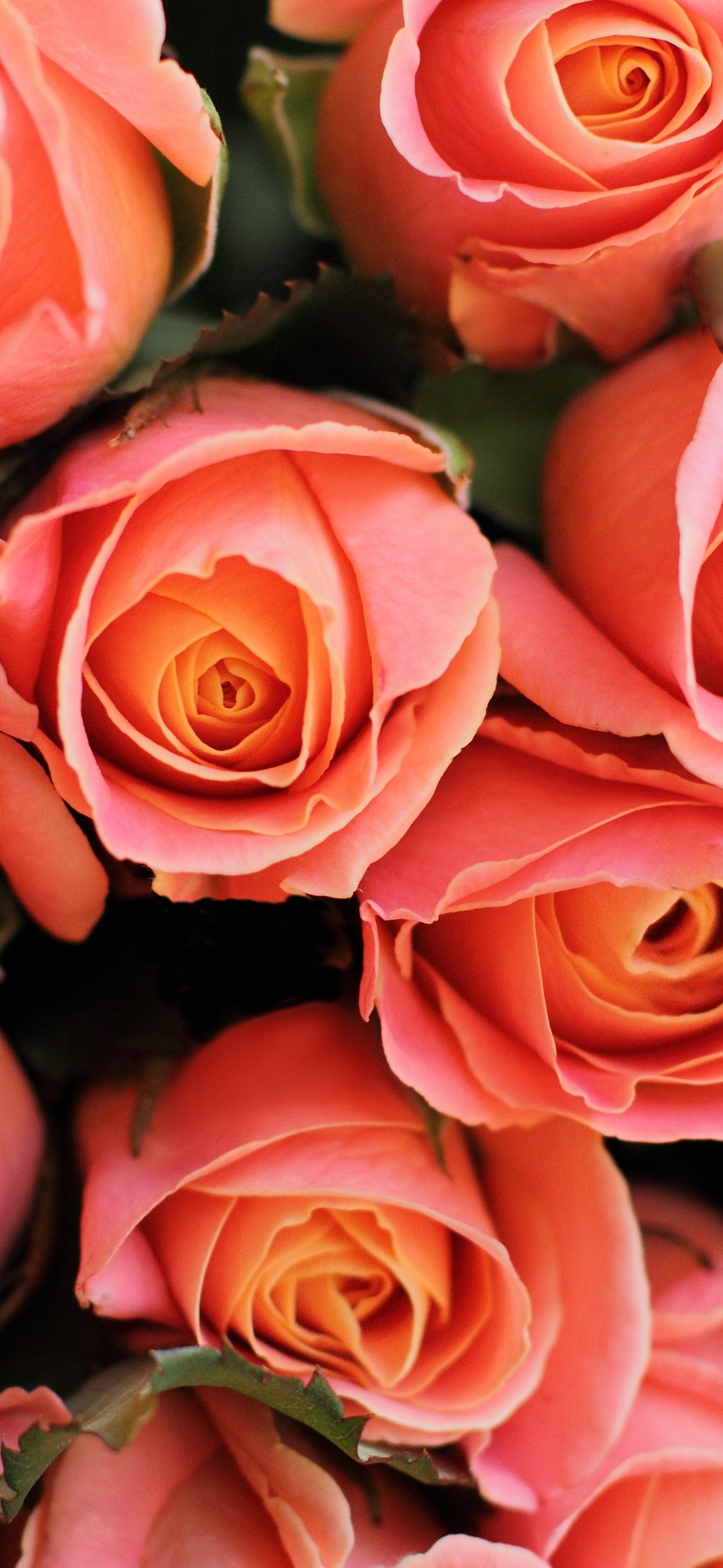 Обои цветочный букет, цветок, Роза, сад роз, цветковое растение в разрешении 1125x2436