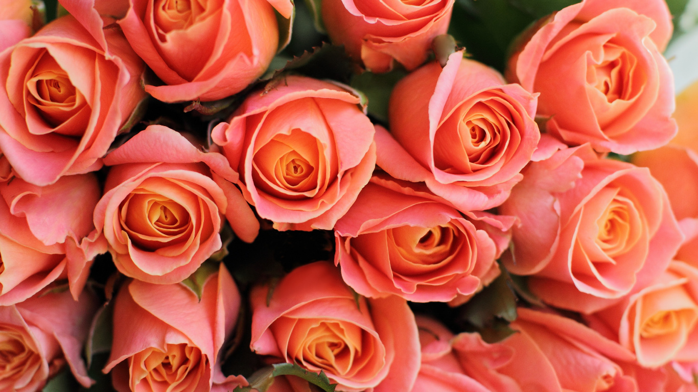 Обои цветочный букет, цветок, Роза, сад роз, цветковое растение в разрешении 1366x768