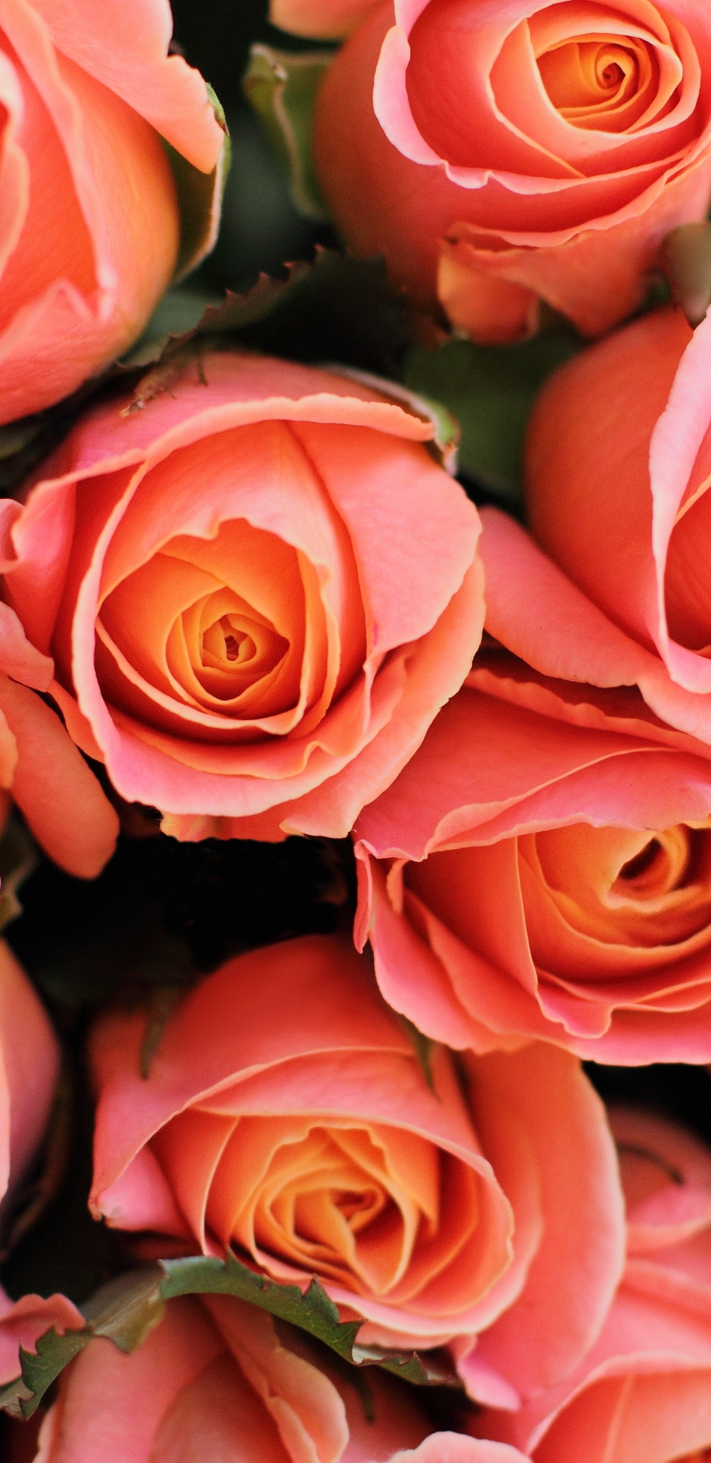Обои цветочный букет, цветок, Роза, сад роз, цветковое растение в разрешении 1440x2960