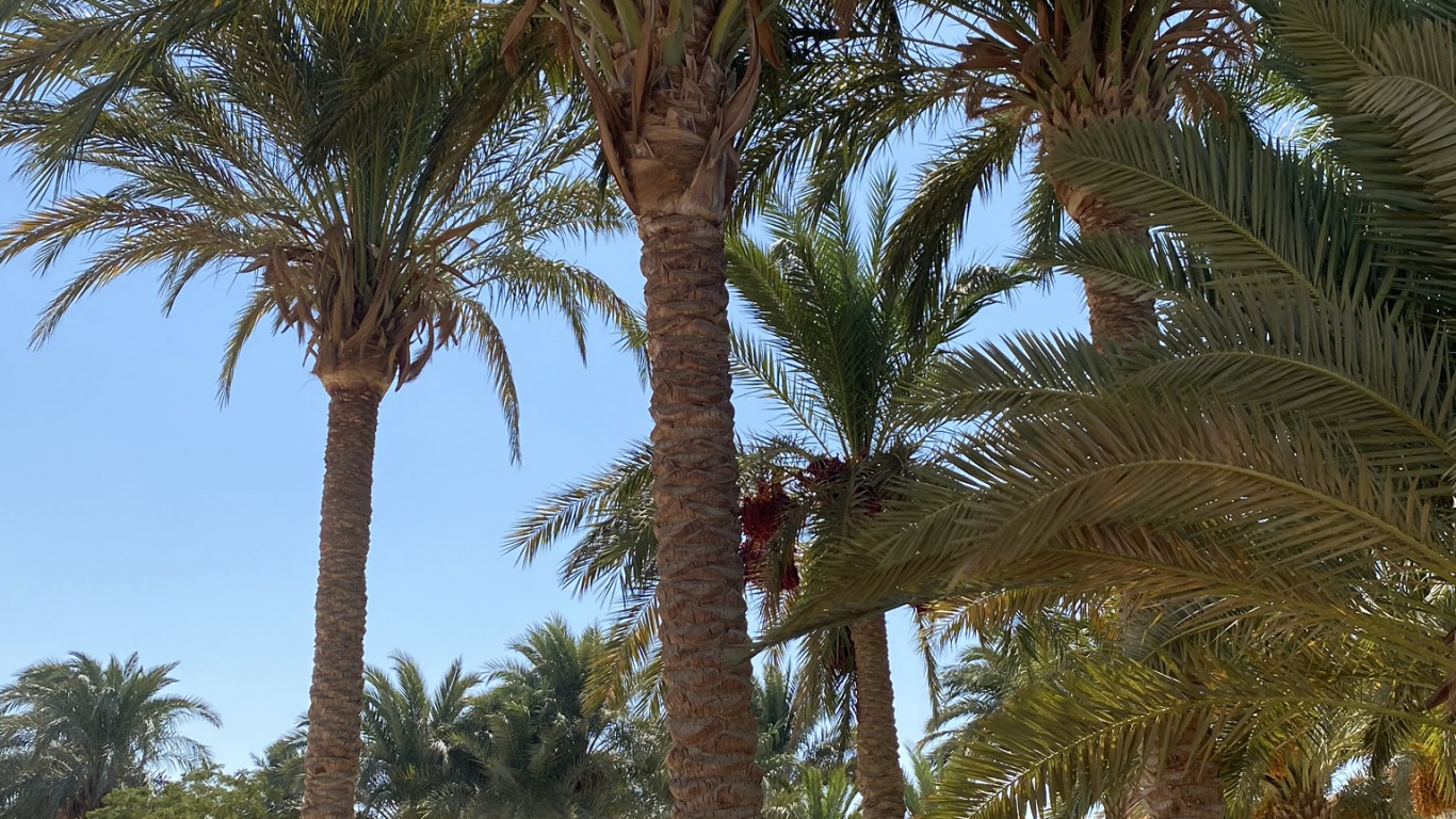 Обои финиковая пальма, Бабассу, пальмовые рощи, рассада, биология в разрешении 1366x768