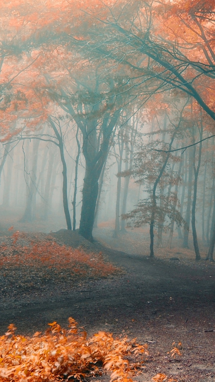 Обои осень, лес, природа, дерево, лесистая местность в разрешении 720x1280