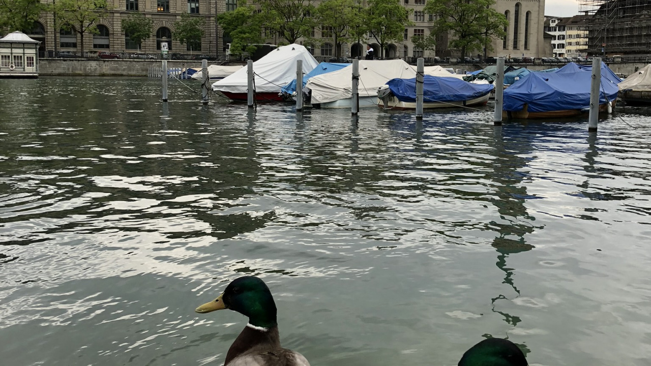 Обои мошенник, Дикая утка, утка, вода, водоплавающие птицы в разрешении 1280x720